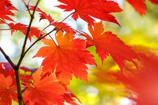 Close-up of bright orange autumn leaves on a stem.