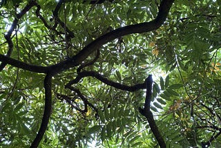 The Dog Days of Summer