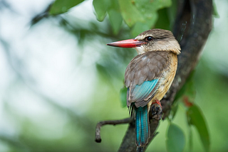 Biodiversity and the Pandemic