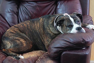 A dog lounging on a brown leather couch.