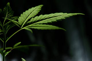 Senator Luján Introduces Cannabis Ad Bill to Senate