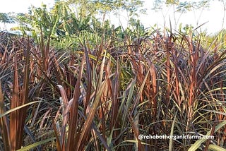 How to plant Red Napier grass for Dairy Farms?