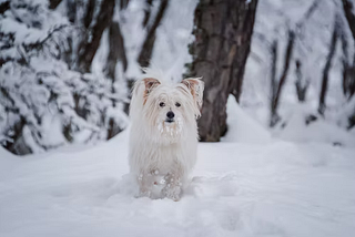6 ways to keep your pets comfortable during winters