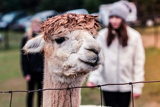 Customizing LLMs with Ollama Modelfiles