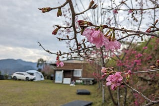 露營／山路要走九彎十八拐！新竹豪祥露營區淡淡櫻花配雲海