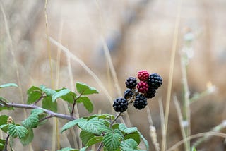 The Ineffable Taste of Unwashed Blackberries