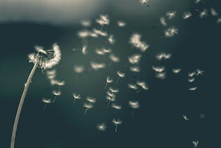 dandelion with its petals being scattered in the wind