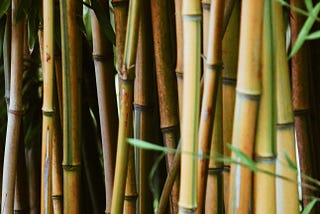 The Bamboo Trees