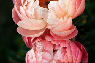 My Mother, the Peony