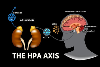 From Resistance to Flow: The Role of the HPA Axis