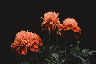 Marigolds in Bloom