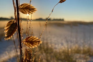 dawn on beach with sea oats