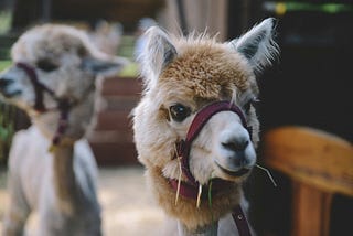 Transferring and Managing Ollama Model Files