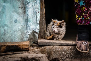 How to save a life? 6 practical ways to help a homeless animal