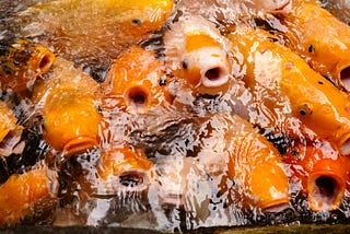 a school of catfish/carp with open mouths at the water’s surface