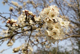 Crab apple blossom