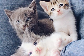 Three kittens nestled amid denim pillows. One grey one, two white ones with tabby faces. All with blue eyes.