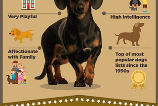 Infographic — Awesome Facts about Dachshunds (Wiener Dogs!)