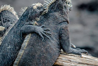 Two iguanas hugging each other