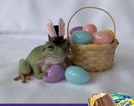 Tree Frog From Stuart New Easter Bunny