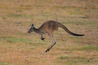 A kangaroo jumping in a field