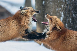 Two arguing foxes.