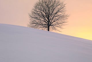 What Can We Learn From Trees?