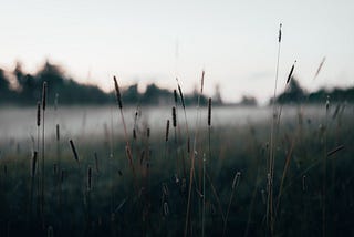 Technical debt: How to kill the weeds in your codebase garden!