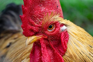 Attack of the Killer Rooster