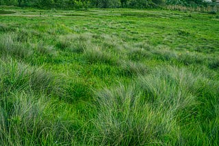 Sustainable Yard Tips: Mow Less, Mow Smarter