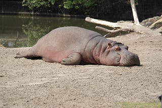 Some kind of large aquatic mammal slumped on a river bank ready to sleep