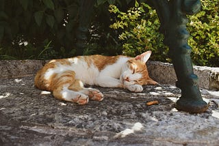 ginger and white cate reclining on concrete slab with bushes in background