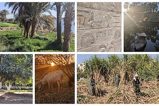 Egypt — Winter Trip 2022 — Luxor — Nile Horticulture and a Sugar Cane Harvest