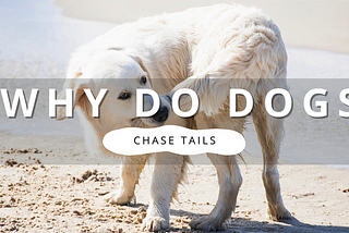 Why Do Dogs Chase Their Tails? | PawrTalk