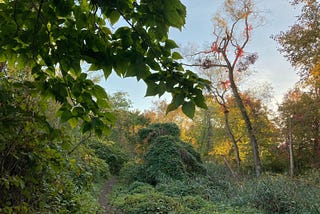 A stroll through solutions found among the trees.