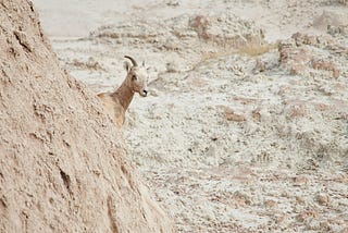 A goat turns its head, looking back over an arid, rocky landscape