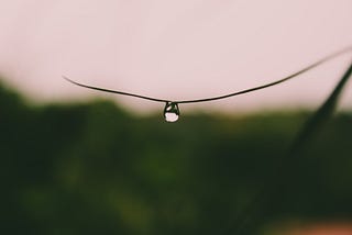 A doplet of water clings to a very thin blad of grass. The blade of grass is horizontal and the water droplet looks like it might fall. The background is a grayish pink sky and blurred greenery.