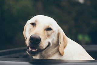 Goofy smizing yellow lab