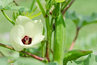 Boosting Okra Yield: 4 Reasons Why Pre-Flowering Nitrogen Is Essential