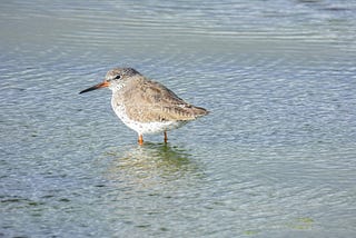 Hello again, little redshank