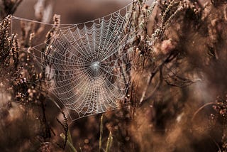 Don’t Fear the Weeds