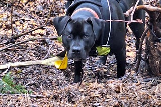 Gromit The Lumberjack Dog