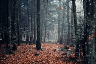 scattered leaves of fall in forest bed