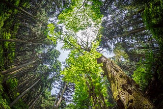 I Went Forest Bathing And It Was Profound