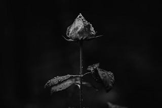 Black Flower 

I imagine you must have shut
yourself off somehow–the way
you’d eventually teach me…