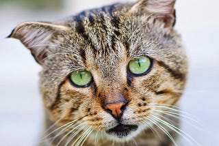 5 Highly Lethal Infectious Diseases In Cats — How To Prevent Them
