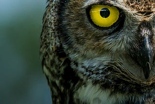 The Gift of Sight