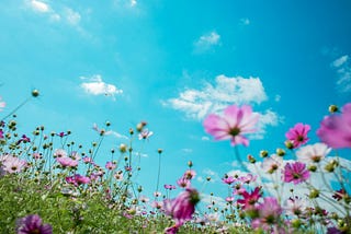 A view from ground level of a meadow full of pink flowers, beneath a sunny blue sky