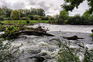 Creatures of the Earth After the Flood