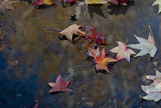Haiku in Portuguese: This November
